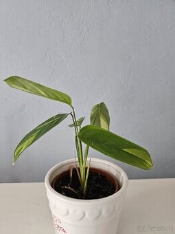 Pokojová rostlina - Calathea Golden mozaik