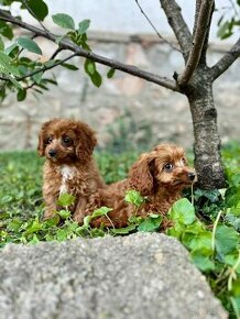 Cavapoo