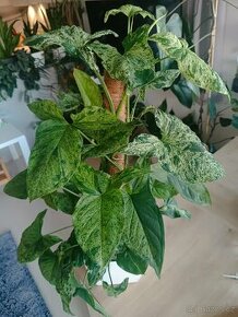 Syngonium mojito - velká rostlina