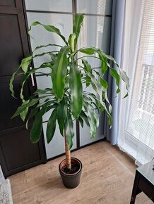 Velká palma Dracena + ZDARMA keramický květináč - 1