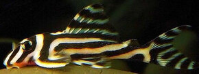 Hypancistrus zebra L046