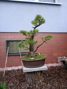 Borovice drobnokvětá bonsai