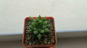 Haworthia pilifera 'Sabrina'