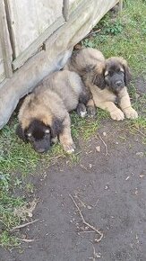 Leonberger - štěně