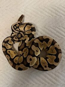 Python regius pastel - 1