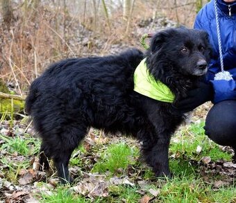 TICEAS K ADOPCI- 3 ROKY,TULÍCÍ ČERTÍK,HODNÝ,KLIDNÝ - 1