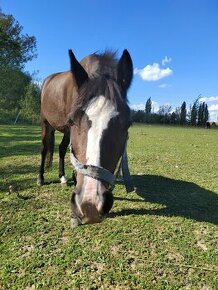 Klisnička Welsh pony, sekce B na prodej