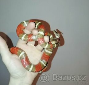 Lampropeltis nelsoni - 1