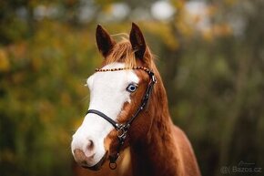 American Quarter Horse klisna, nominována na Futurity