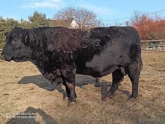 Prodám plemenného býka Aberdeen Angus