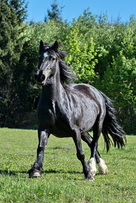 Klisna Welsh cob - REZERVACE