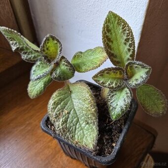 Episcia cupreata sadička - 1