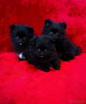 Pomeranian Black & White