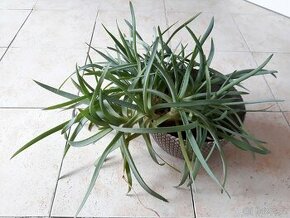 Aloe vera (trsy)