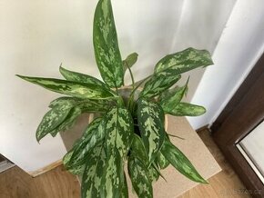 Aglaonema Maria - Rezervace do 6.10. do 14:00