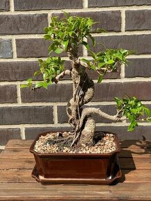 Pokojová Bonsai Ficus 4