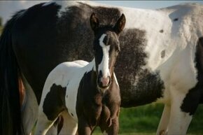 Výjimečná Paint Horse klisnička, homozygot