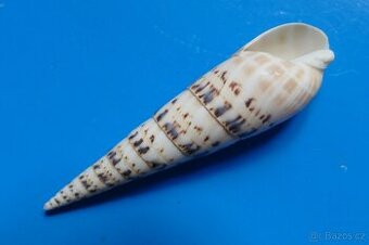 Terebra maculata - 1