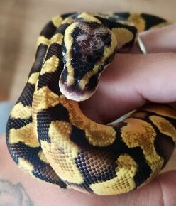 Krajta královská (Python regius) 1.0 Enchi Pastel