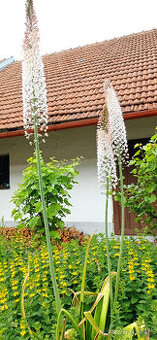 semena Liliochvostce (Eremurus robustus)