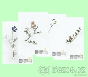 Rostliny do herbáře s přiloženými (nepřilepenými) popisky - 1