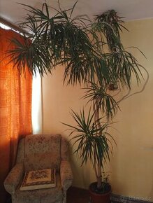 Vzrostlá rostlina Dracena 260 cm