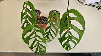 Monstera esqueleto - 1