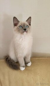 Ragdoll Blue mitted - 1