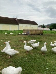 Živé i oškubané husy