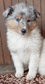 Šeltie- pejsci - blue merle - 1