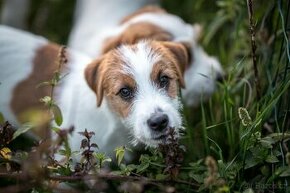 Jack russell teriér - pejsek s pp na prodej - 1