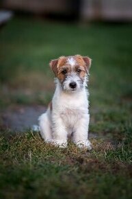 Jack russell teriér - pejsek s pp na prodej