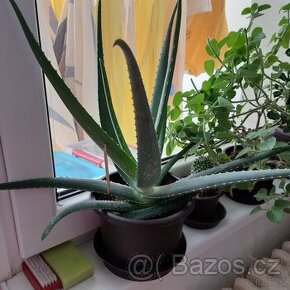 Aloe vera léčivá... - 1