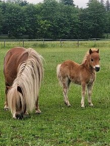 Shetland pony v mini typu - hříbata 2024