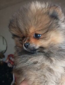 Pomeranian