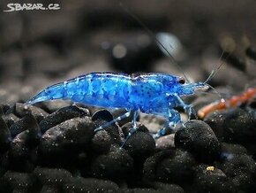 Krevetky Neocaridina Blue Dream