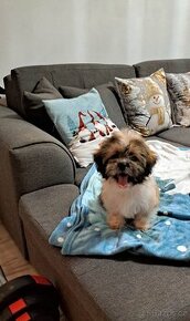 Shih-tzu, Shi - tzu, šicu, shitzu, si-cu, shih-tzu, Shih tz