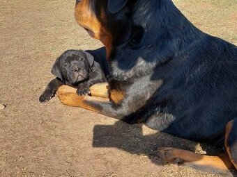 Cane Corso a Rotvailer štěňátka