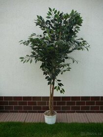 Prodám Ficus Benjamina