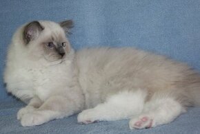 RAGDOLL - 1