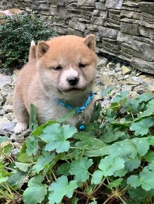 Shiba inu