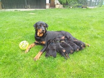 Rotvajler,Rottweiler,RTW