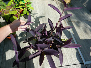 Tmavě fialová rozrostlá voděnka - pokojová rostlina