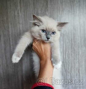 Ragdoll