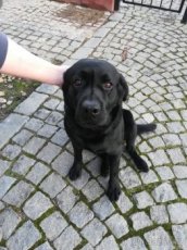 Nabízím ke krytí psa plemene Labrador retriever černé barvy