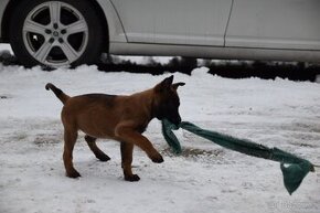 Belgický ovčák malinois s PP