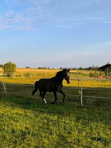 Roční lusitano klisna na prodej - 1