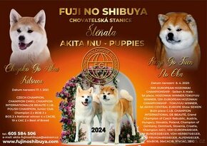 Akita Inu štěňata s PP  odběr prosinec