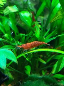 Neocaridina davidi var. Sakura