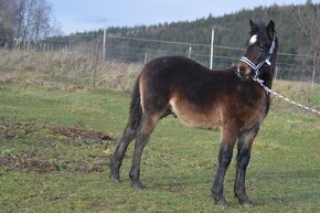 Welsh cob